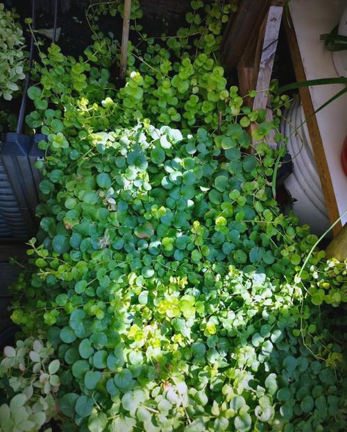 圣索菲亚教堂后侧庭院野草
