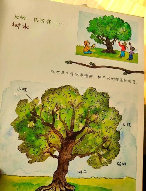 一棵树能告诉我们什么