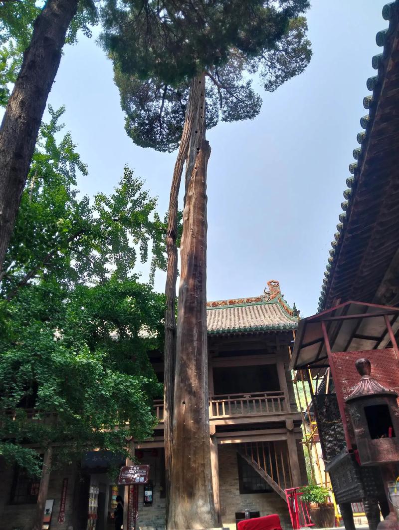 武当山紫霄宫古柏庭院
