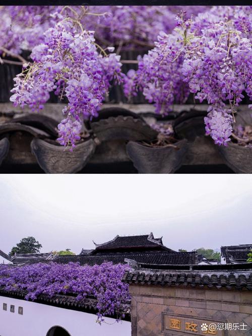 苏州拙政园文徵明手植紫藤