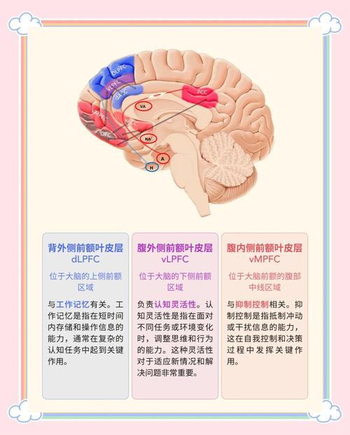大脑前额叶皮层功能示意图