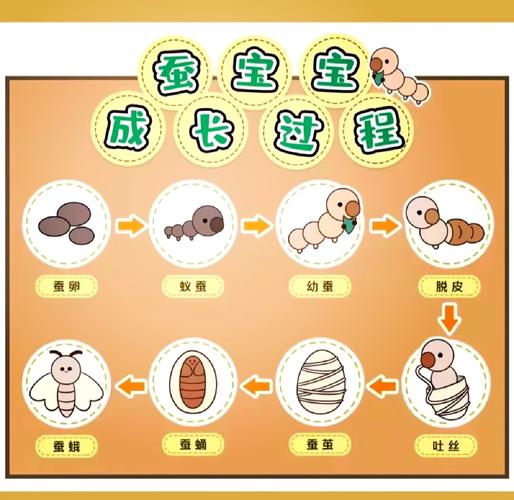 小学生观察蚕宝宝生命循环课堂