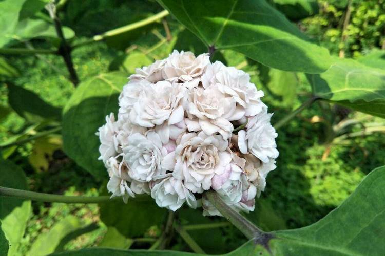 茉莉，才不是你以为的“小白花”-因为所以