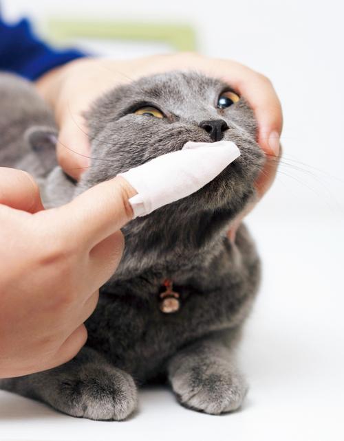 手指缠纱布给猫刷牙姿势图