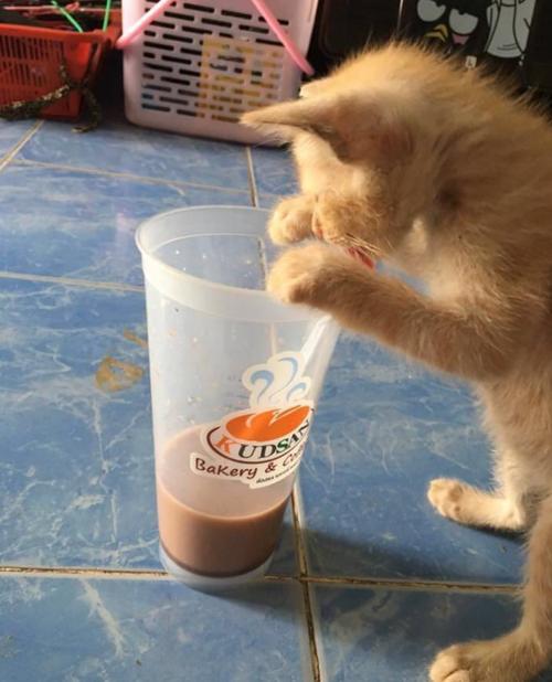 橘猫偷喝客厅茶几上奶茶实拍