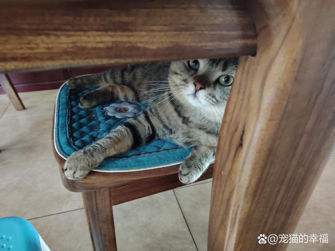 躲藏在家具缝隙的受惊宠物实拍