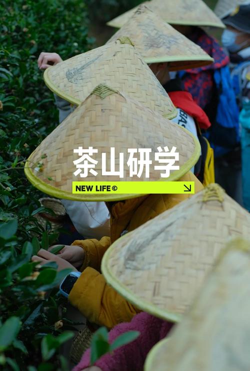 去寻茶，这些本地玩法别错过