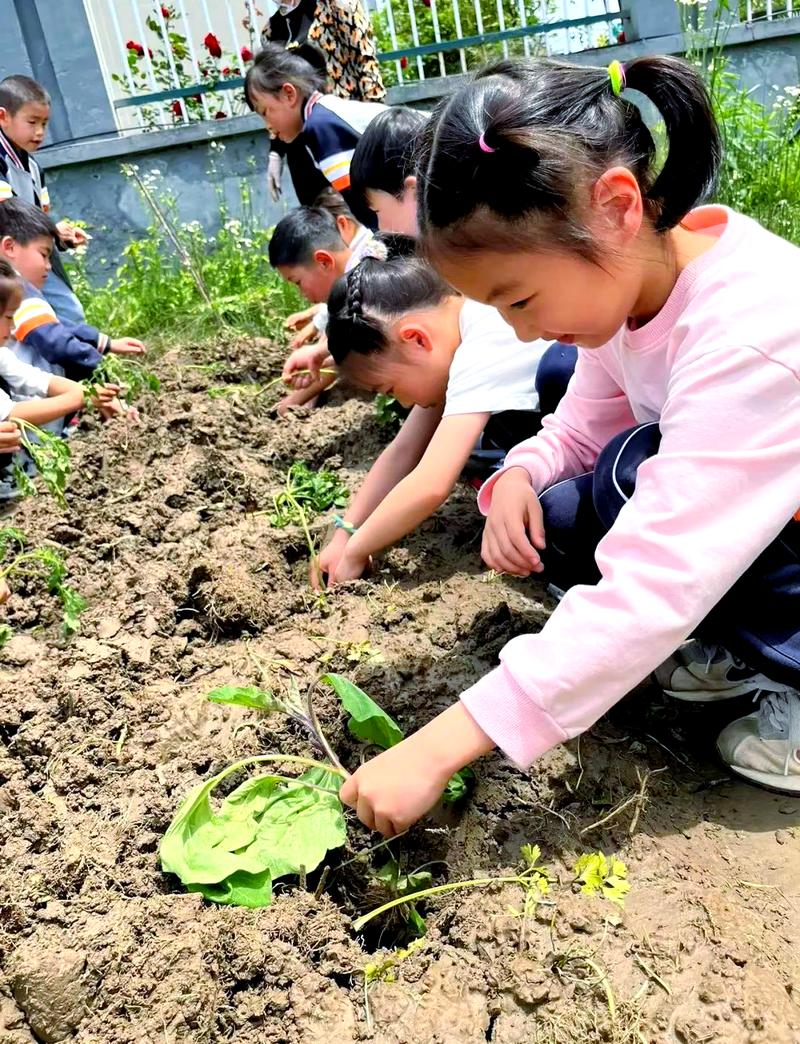 青少年志愿者在菜园教小朋友认识蔬菜