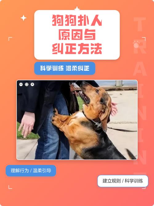 狗狗训练拒食和扑人纠正主人忽略演示图