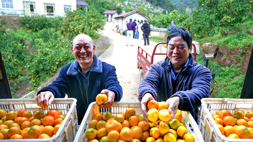湖北襄阳南漳峡口果农采摘柑橘场景