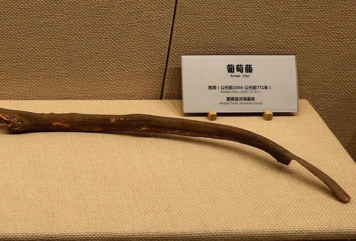 博物馆丝绸之路特展古代葡萄干展品
