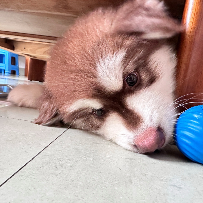 阿拉斯加幼犬趴在客厅地毯玩耍照片