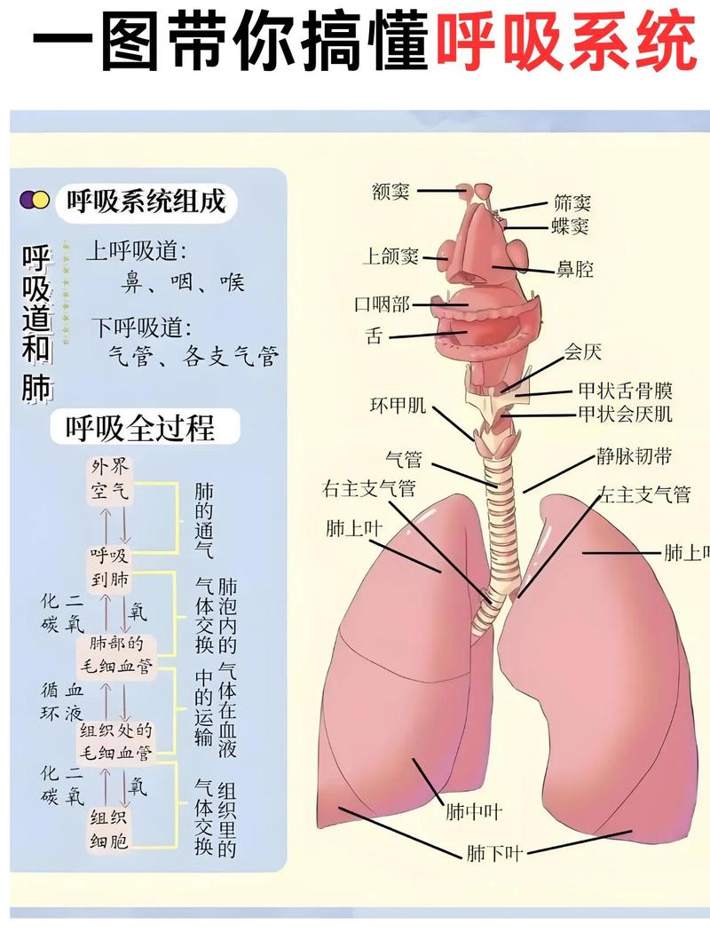 秋冬寒冷空气刺激呼吸道原理示意图