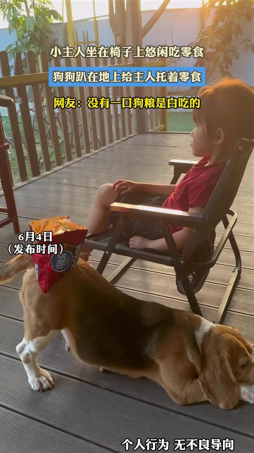 封闭私家小院主人蹲坐给过来的狗狗喂奖励零食
