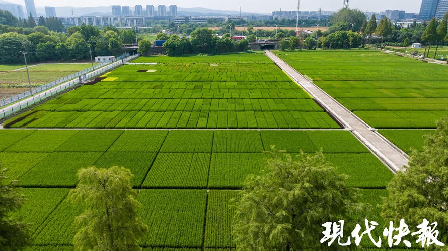 南京江滩育种试验基地实景