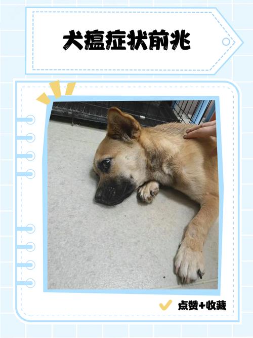 犬瘟热初期幼犬嗜睡萎靡实拍