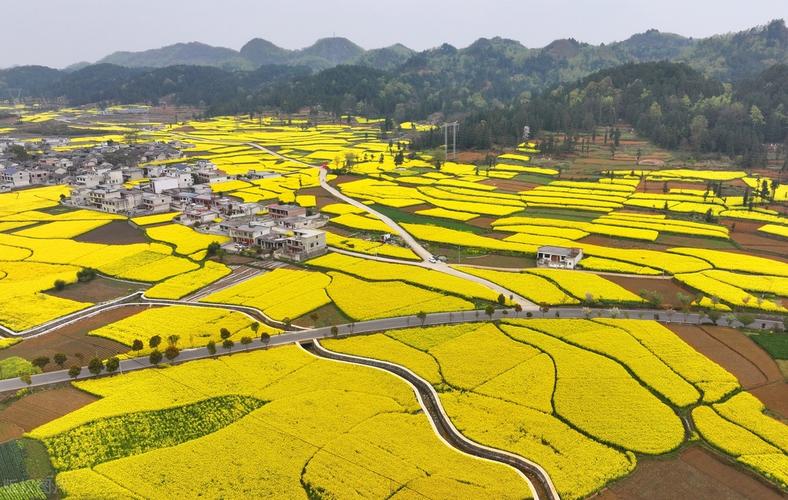 重金属污染农田原位生态修复后油菜花田实景