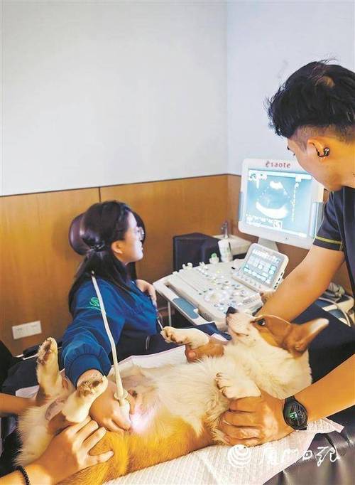 宠物医生给猫咪做腹部B超检查