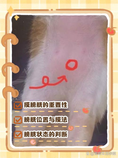猫下腹部膀胱位置触摸示范图