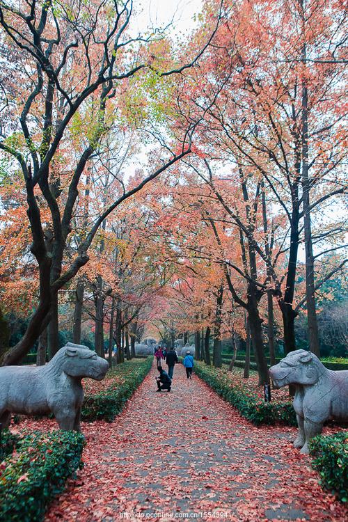 北京明十三陵神路石象路秋景