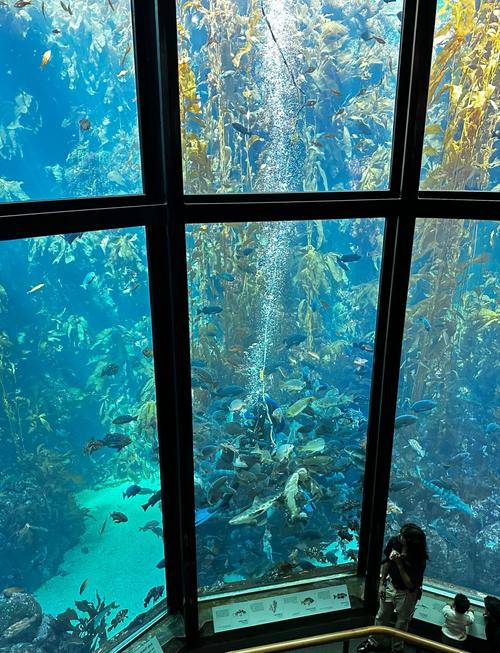 蒙特雷水族馆巨藻森林水下壮观景象