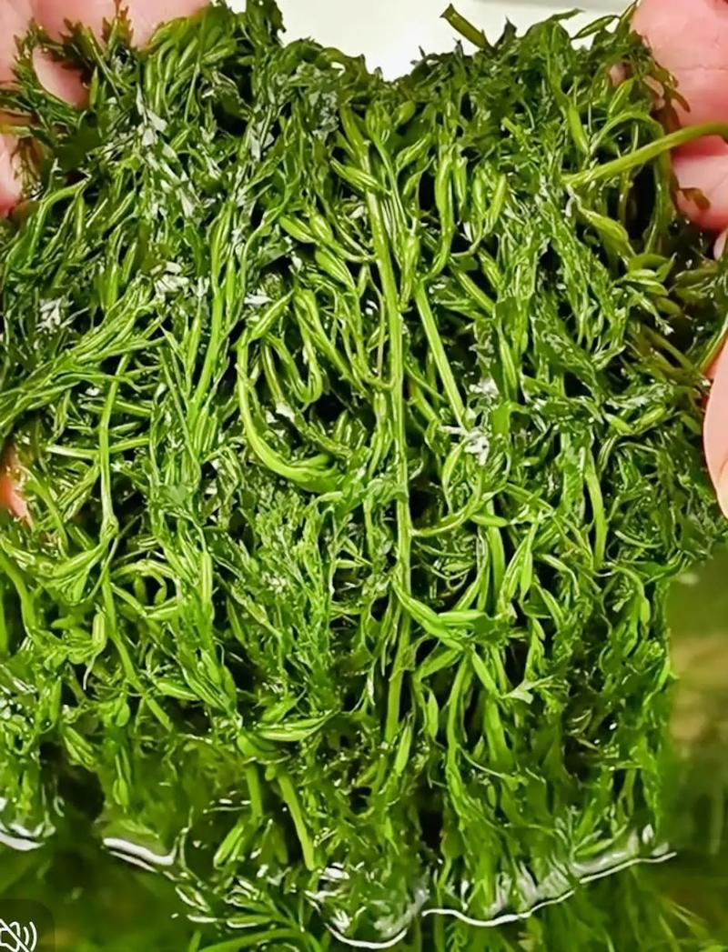 海藻:那些黏糊糊的玩意儿,凭什么让我着了魔?-因为所以