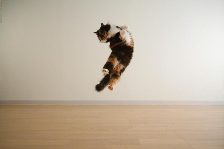 宠物猫咪半夜在家跑酷实景图