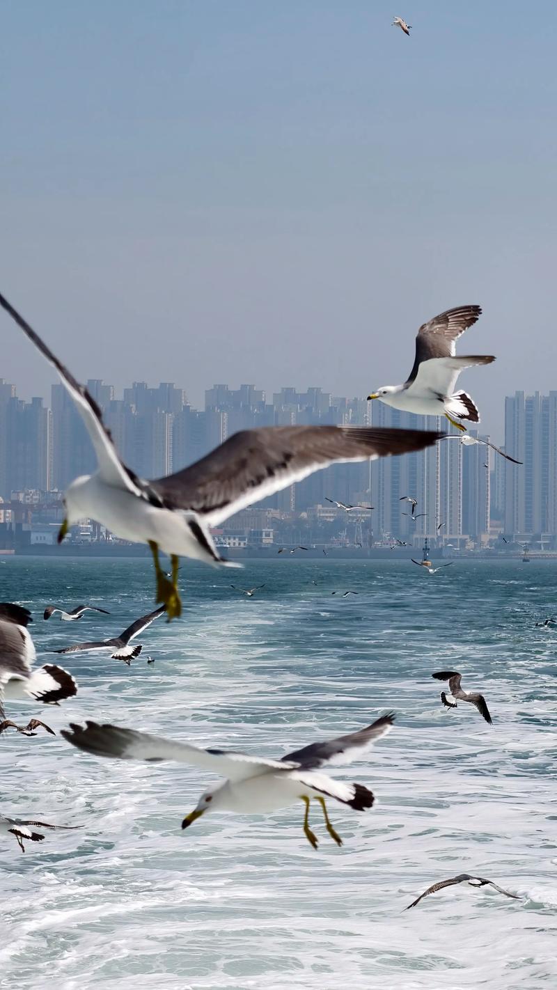轮渡甲板上的海鸥