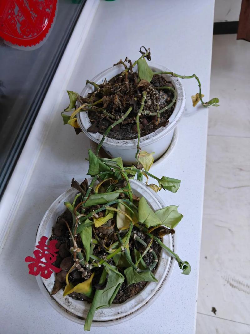 小学生蹲在教室角落给枯萎绿萝唱歌的侧影