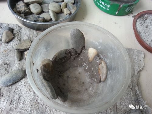 水泥花盆自制教程步骤图解