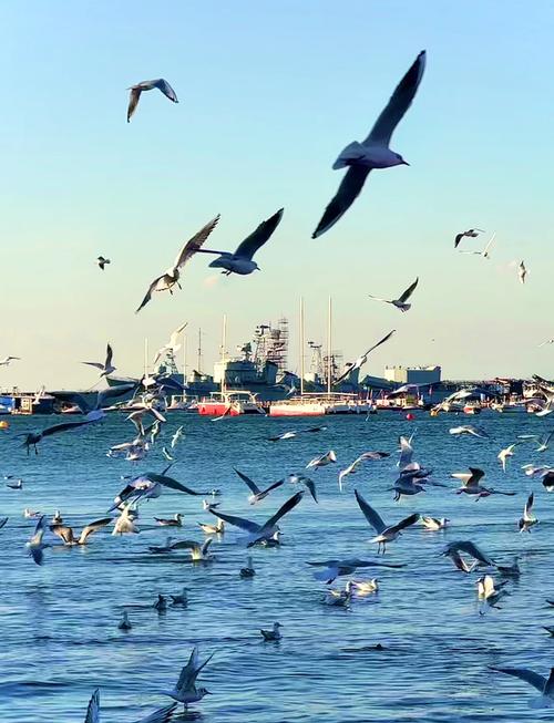 海鸥:你以为的浪漫,全是流氓行为-因为所以