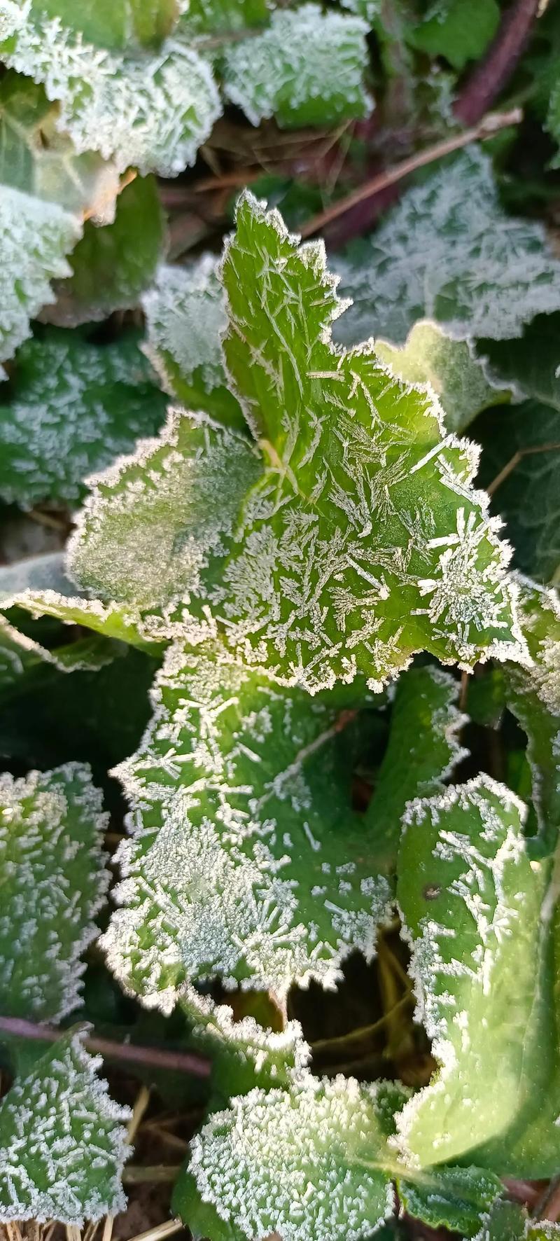 显微镜头下霜花冰晶枝晶生长过程延时摄影