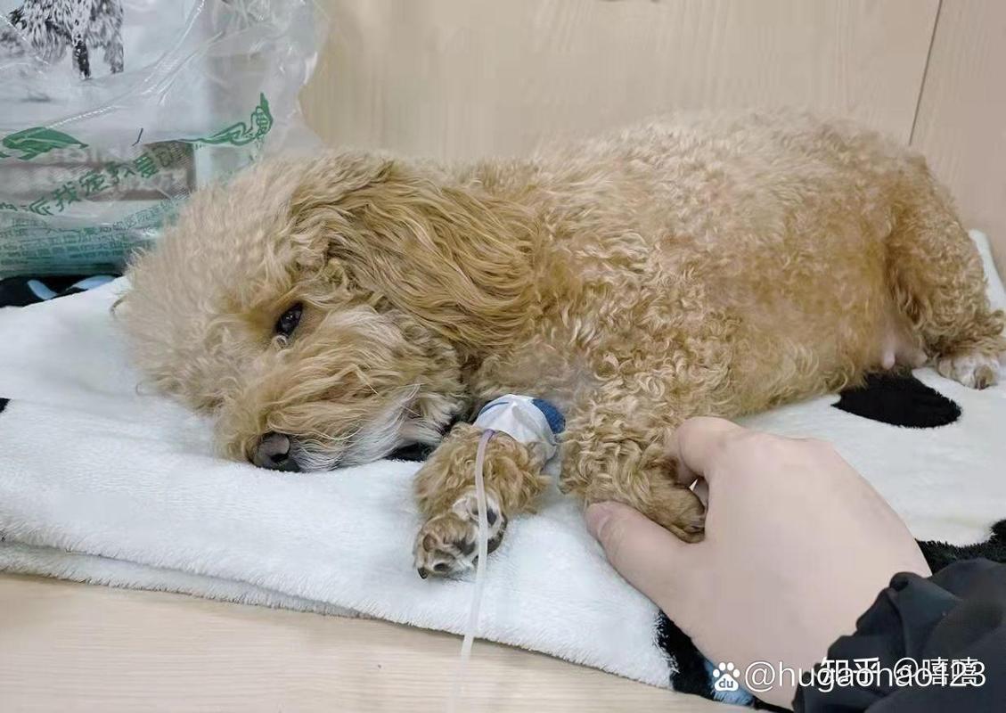 狗狗胰腺炎发病后宠物医院输液实拍