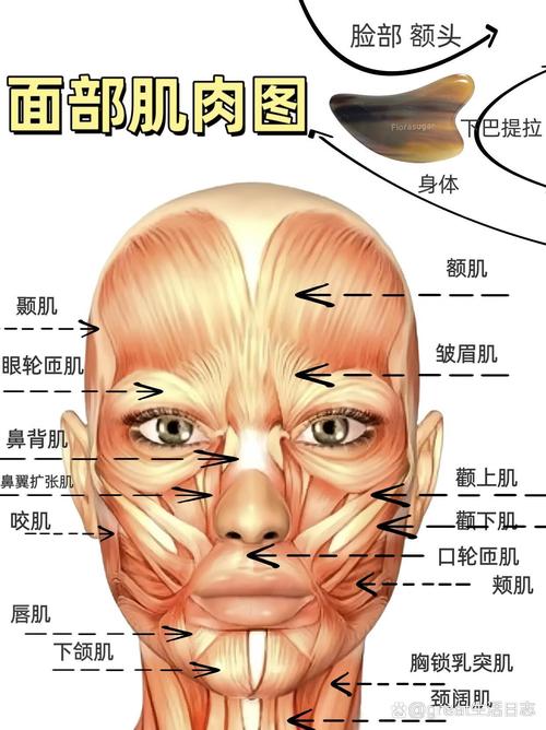 数字人面部实时肌肉分层解算模型结构图