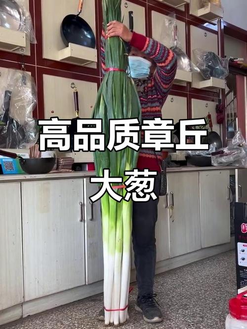 山东章丘高大葱田对比人高度