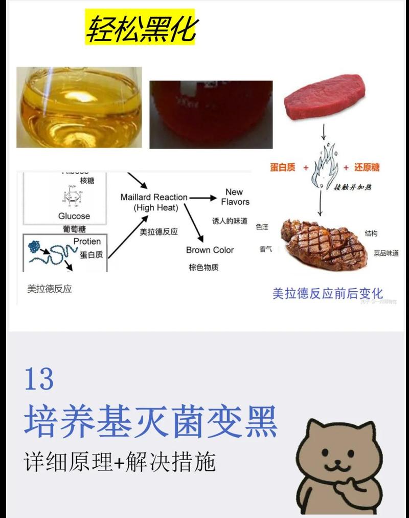 四、蚝烙：蛋白质凝固与美拉德反应边界控制
