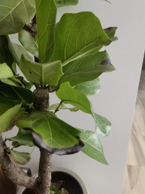 出租屋角落烂根枯死的网红琴叶榕