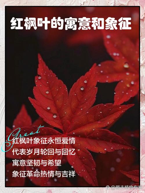 枫叶为什么那样红?——从植物学、文化到拍摄手记-因为所以