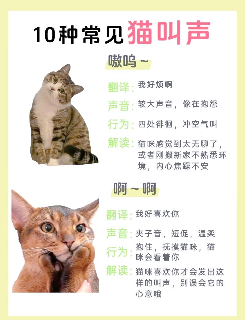 你嫌臭的地方，猫未必嫌；你嫌吵的地方，猫绝对嫌