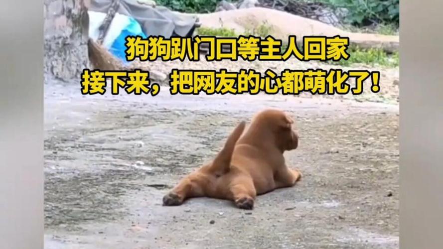 狗狗蹲在家门口等待主人回家实拍