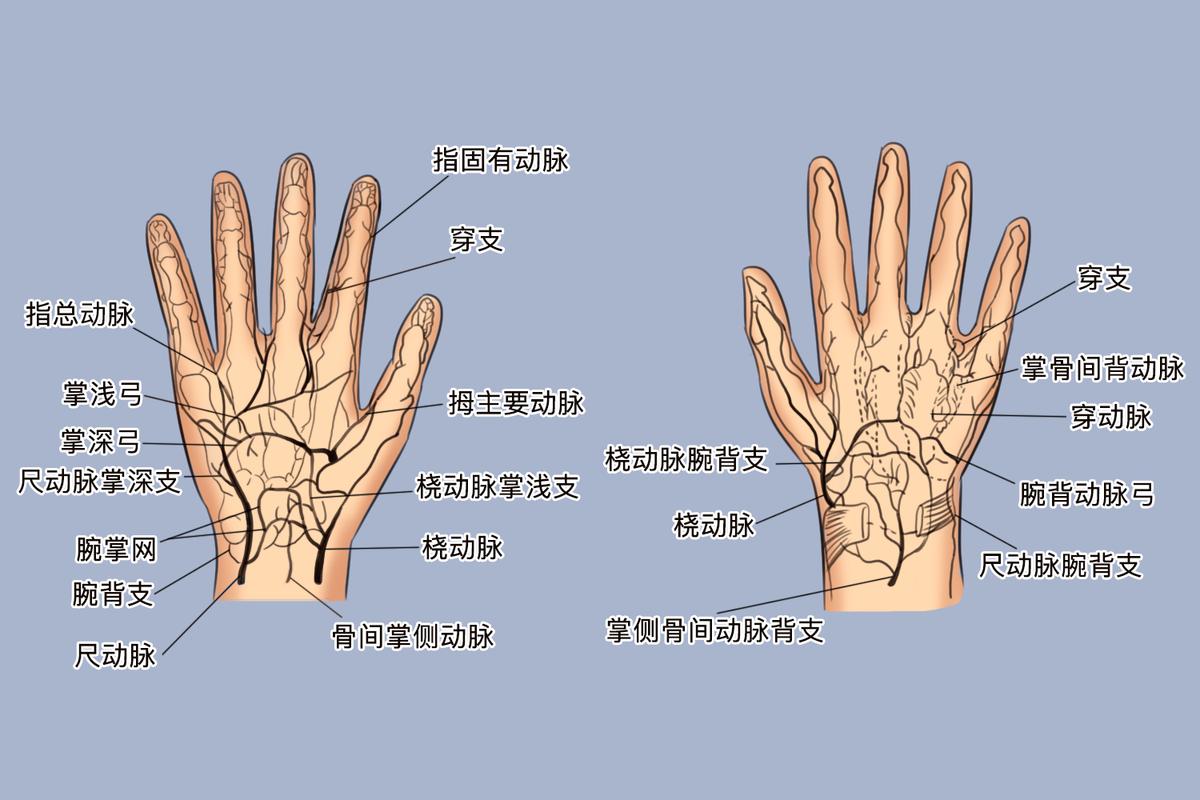 婴幼儿手部末梢毛细血管分布示意图