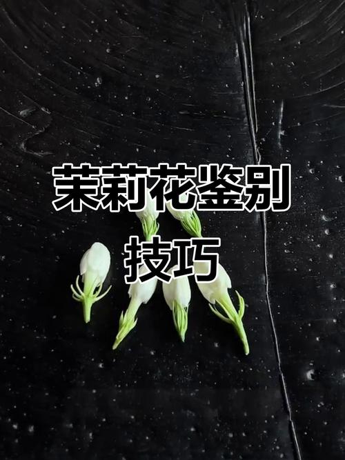 茉莉:别急着说它俗,你可能根本没闻过真正的茉莉香-因为所以