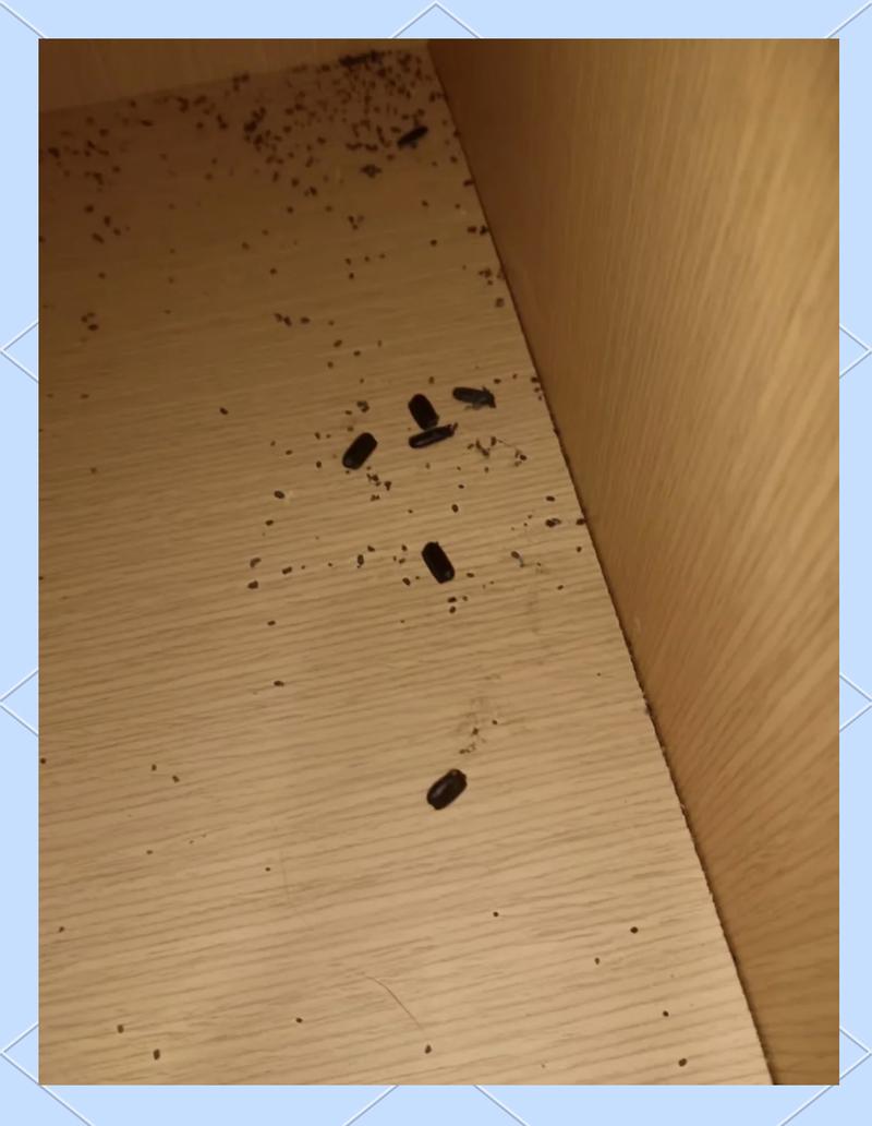 居家厨房蟑螂卵鞘实拍图