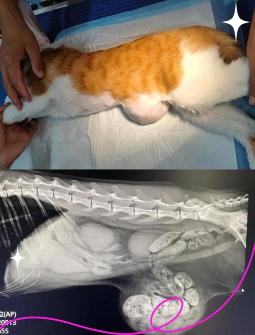湿性传腹猫咪腹部膨大外观实拍