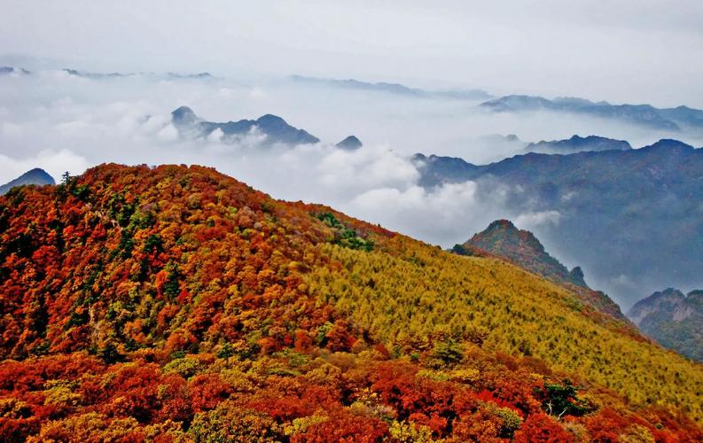 池州历山半坡松树林秋景