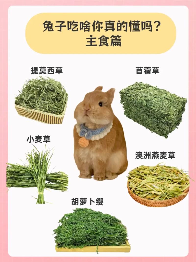 🐰 胡萝卜骗局：兔子主食其实是干草！