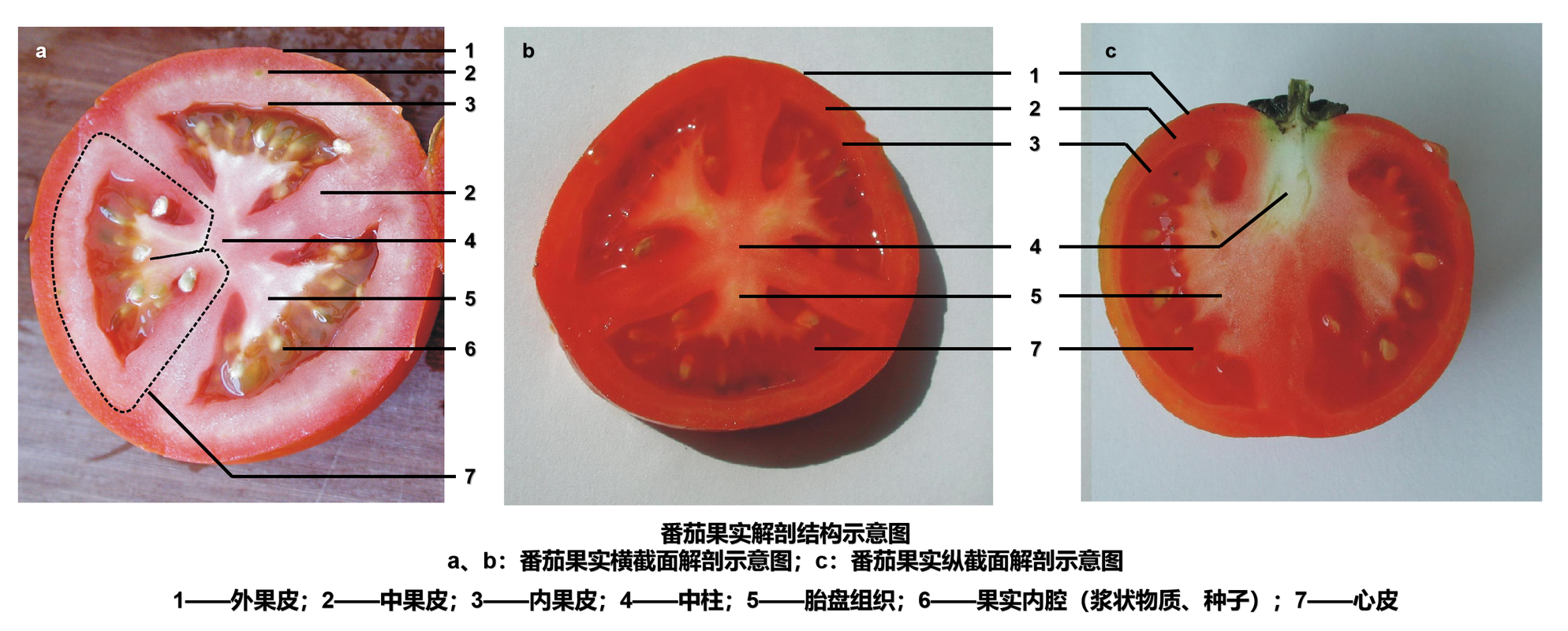 成熟番茄果实顶部保留花萼结构实拍