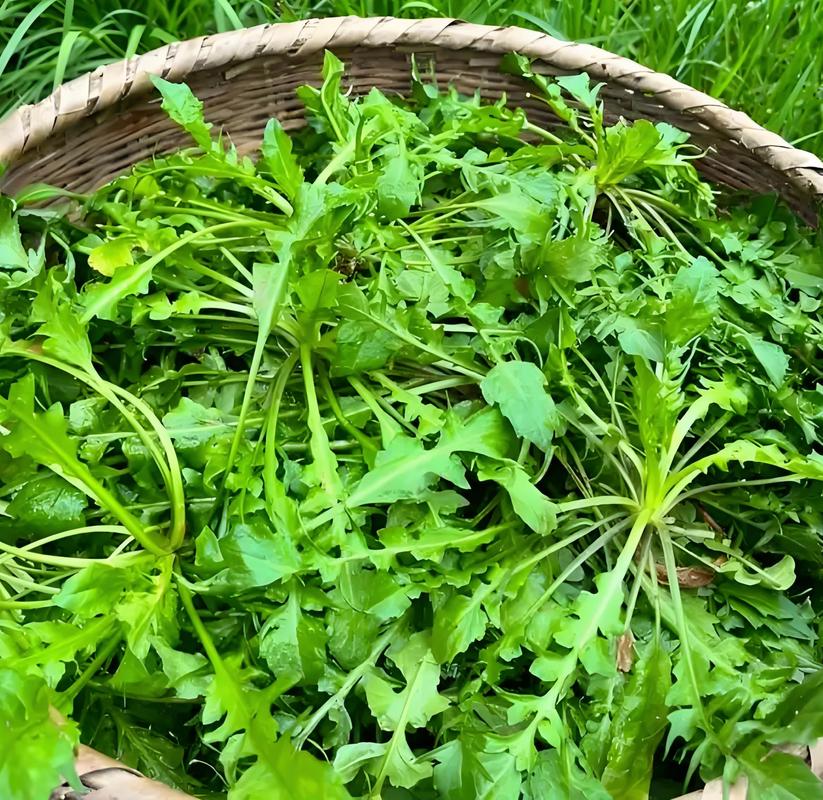 公路边绿化带生长的野生荠菜