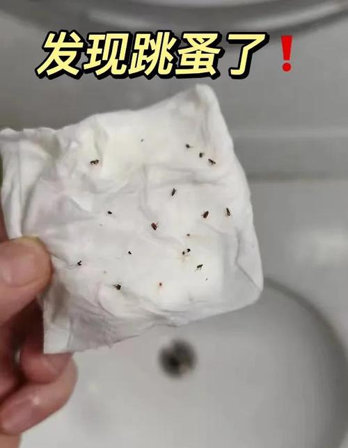 宠物毛发跳蚤粪便湿纸巾测试实拍图
