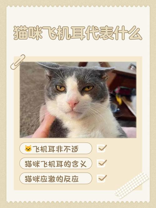 猫咪因烟花恐惧飞机耳缩在角落